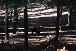 IMG_0950.JPG